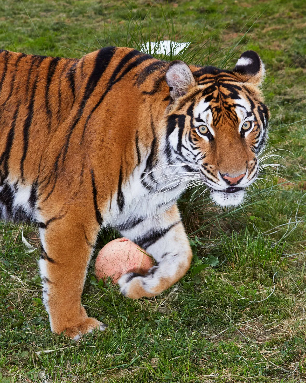 11 Fierce Facts About Scottish Wildcats Mental Floss